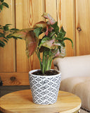 Pink Syngenium with Green Stripes