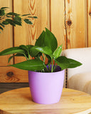 Pothos plant