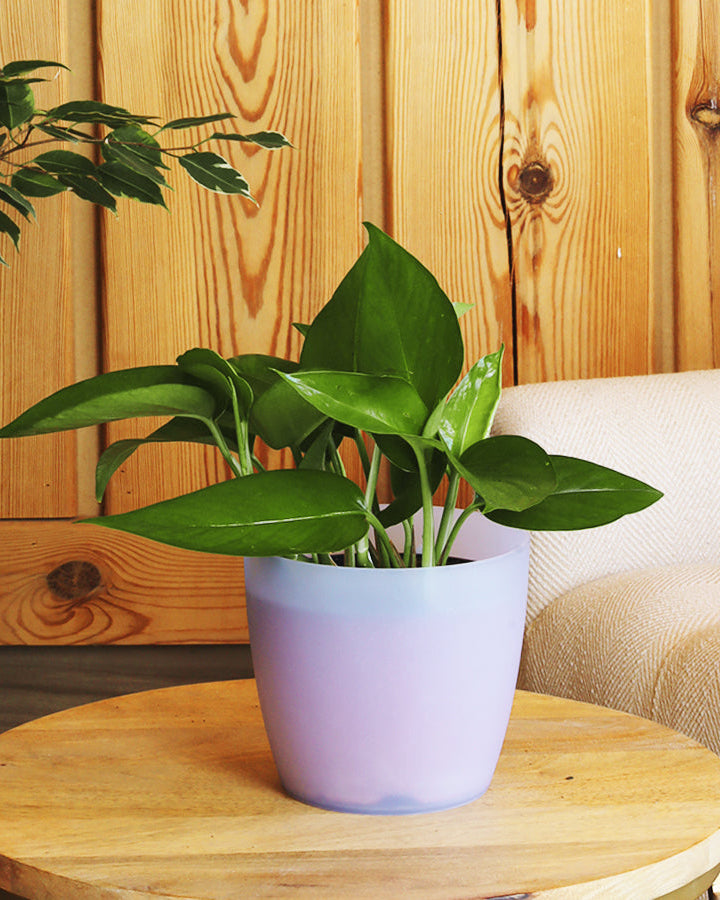 نبتة بوتس صغيرة