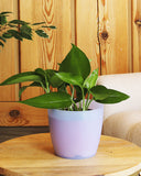 نبتة بوتس صغيرة