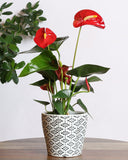 Anthurium plant with red flowers