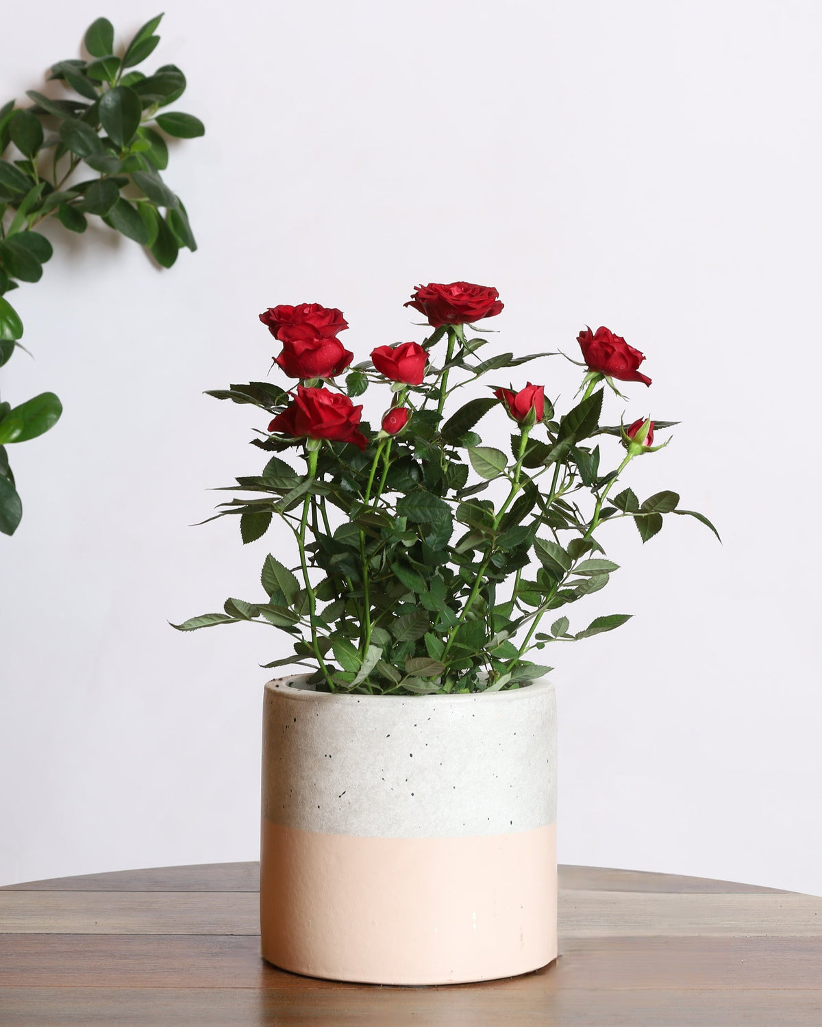 نبتة الجوري