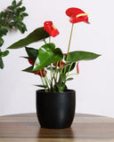 Anthurium plant with red flowers
