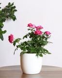 Rose plant with pink flowers