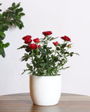 نبتة جوري بزهور حمراء 