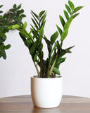 Green Zamia Plant