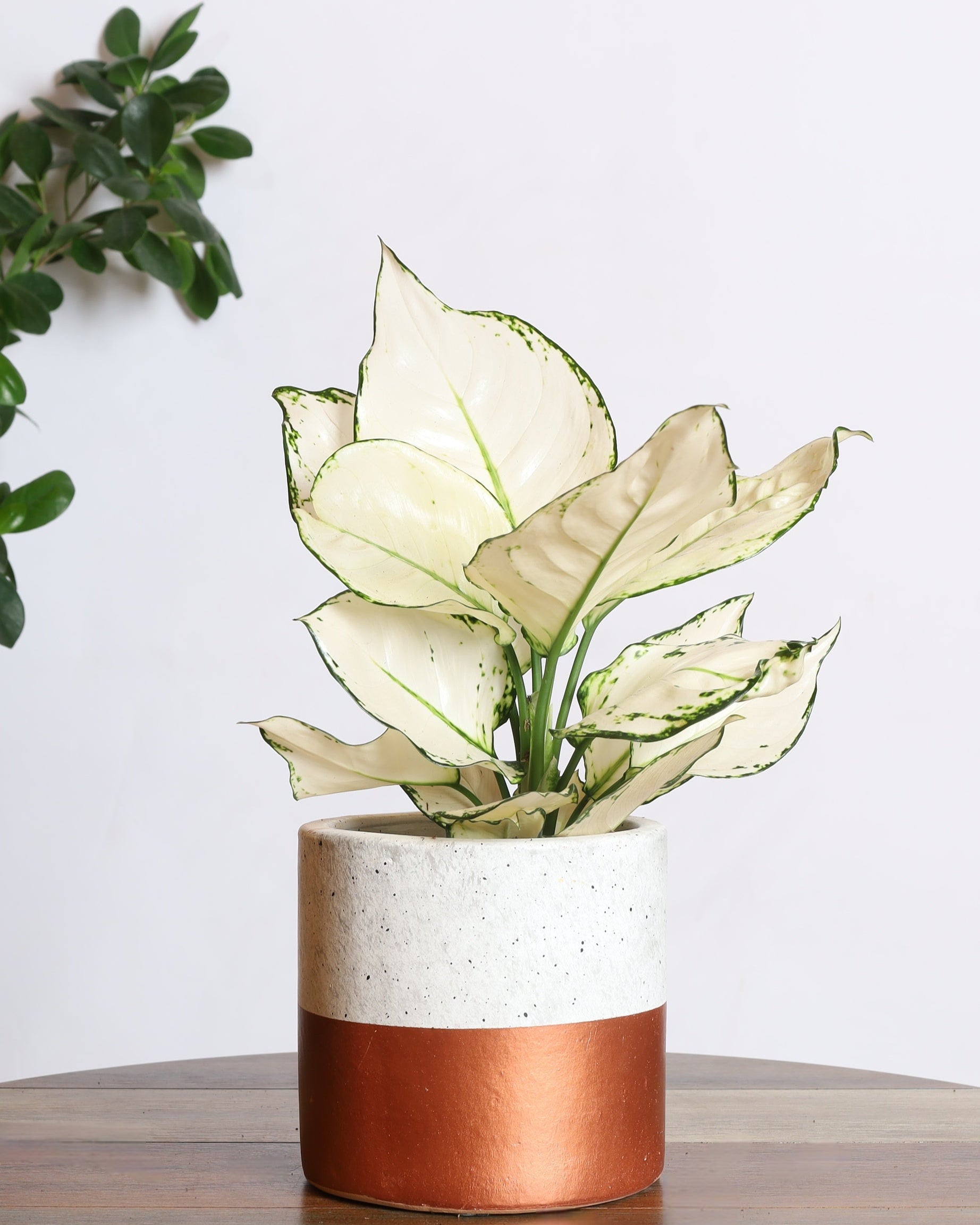 نبتة اجلونيما