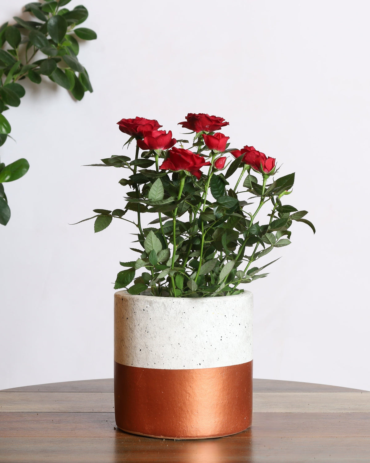 نبتة الورد الجوري