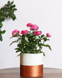 Rose plant with pink flowers