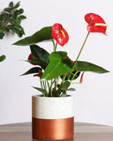 Anthurium plant with red flowers