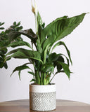 Spathiphyllum plant