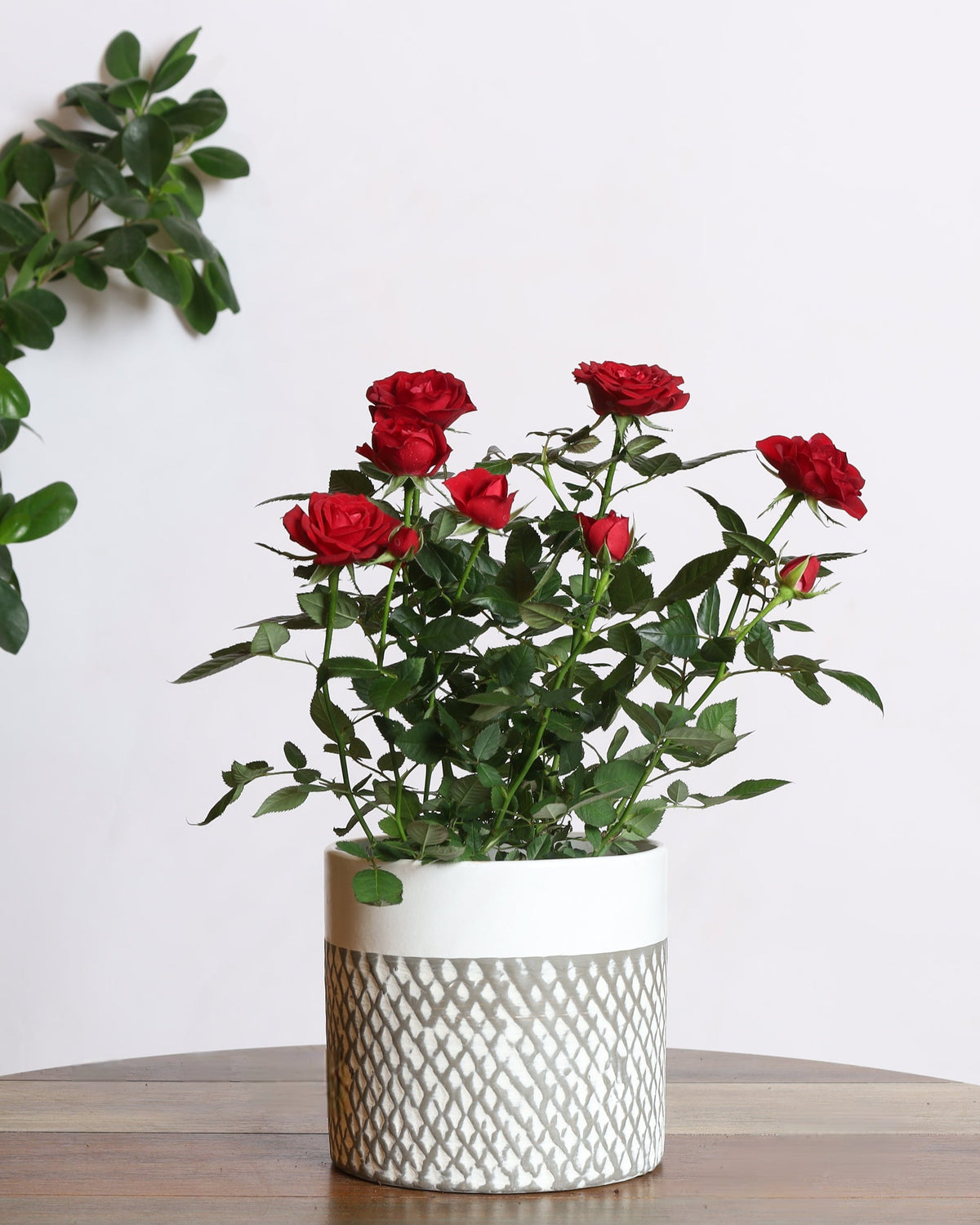 نبتة الجوري بزهور حمراء حوض من السيراميك الأبيض المخطط باللون الرمادي