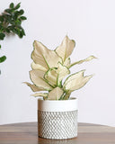 نبتة أجلونيما بيضاء مبرقشة حوض من السيراميك الأبيض المخطط باللون الرمادي