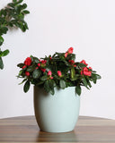 نبتة ازاليا بزهور حمراء