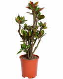 Croton branched
