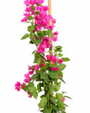 الجهنمية (مووف)